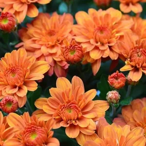 Orange Mum Plant Live - Hardy Perennial Chrysanthemum for Garden, 4-6 Inch Tall - Image 4