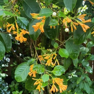 Orange Night Blooming Jasmine Live Plant - 2 Pack, 5-8 Inch Tall, Fragrant Shrub, Outdoor - Image 3