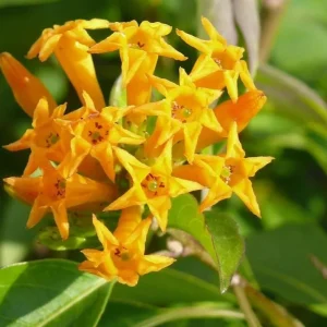 Orange Night Blooming Jasmine Live Plant - 2 Pack, 5-8 Inch Tall, Fragrant Shrub, Outdoor - Image 4