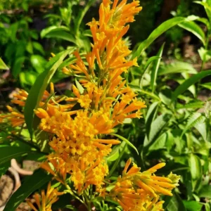 Orange Night Blooming Jasmine Live Plant - 2 Pack, 5-8 Inch Tall, Fragrant Shrub, Outdoor - Image 5