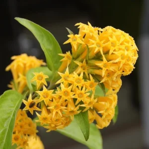 Orange Night Blooming Jasmine Live Plant – Cestrum Aurantiacum – 5-8 Inch Tall - Image 3