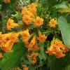 Orange Night Blooming Jasmine Live Plant – Cestrum Aurantiacum – 5-8 Inch Tall - Image 1