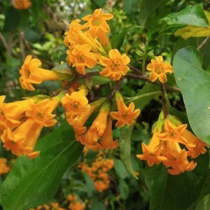 Orange Night Blooming Jasmine Live Plant – Cestrum Aurantiacum – 5-8 Inch Tall - Image 1