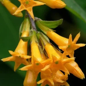Orange Night Blooming Jasmine Live Plant – Cestrum Aurantiacum – 5-8 Inch Tall - Image 5