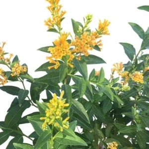 Orange Night Blooming Jasmine Live Plant – Cestrum Aurantiacum – 5-8 Inch Tall - Image 7