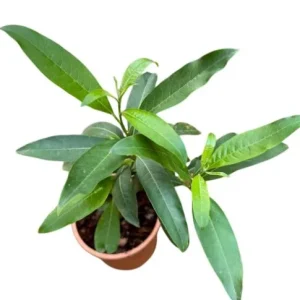 Orange Night Blooming Jasmine Live Plant – Cestrum Aurantiacum – 5-8 Inch Tall - Image 8