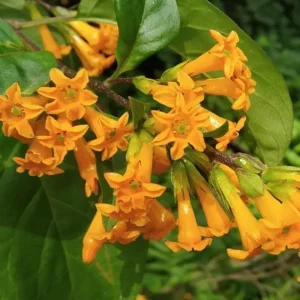 Orange Night Blooming Jasmine Live Plant – Cestrum Aurantiacum – 5-8 Inch Tall - Image 9