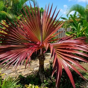 Orange Palm Tree Live Plant – Fully Rooted in 3 Gallon Pot – Outdoor Tropical - Image 4