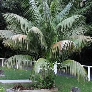 Orange Palm Tree Live Plant – Fully Rooted in 3 Gallon Pot – Outdoor Tropical - Image 7