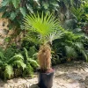 Orange Palm Tree Live Plant – Fully Rooted in 3 Gallon Pot – Outdoor Tropical - Image 1
