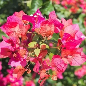 Orange Pink Bougainvillea Live Plant – 2 Pack, 4-5 Inches Tall – Outdoor Vine - Image 2