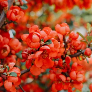 Orange Quince Flowering Shrub Live Plant, Double Flower, 5-7 Inch Tall, Outdoor - Image 4