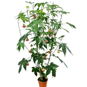Orange Tiger Abutilon Live Plant – Red & Orange Flowering Maple – 5-8 Inch Tall Starter Plant - Image 2