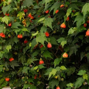 Orange Tiger Abutilon Live Plant – Red & Orange Flowering Maple – 5-8 Inch Tall Starter Plant - Image 3