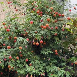 Orange Tiger Abutilon Live Plant – Red & Orange Flowering Maple – 5-8 Inch Tall Starter Plant - Image 5