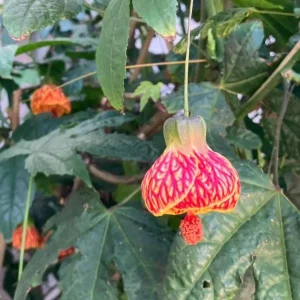 Orange Tiger Abutilon Live Plant – Red & Orange Flowering Maple – 5-8 Inch Tall Starter Plant - Image 6