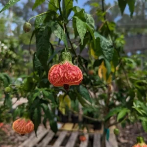 Orange Tiger Abutilon Live Plant – Red & Orange Flowering Maple – 5-8 Inch Tall Starter Plant - Image 8