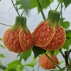 Orange Tiger Abutilon Live Plant – Red & Orange Flowering Maple – 5-8 Inch Tall Starter Plant - Image 1