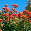Orange Trailing Lantana Live Plants – 2 Pack – 6 to 8 Inch Tall – Outdoor Ground Cover - Image 1