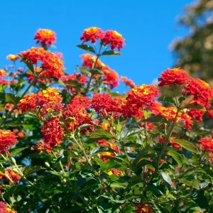 Orange Trailing Lantana Live Plants – 2 Pack – 6 to 8 Inch Tall – Outdoor Ground Cover - Image 1