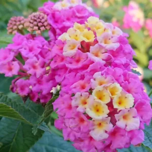Orange Trailing Lantana Live Plants – 2 Pack – 6 to 8 Inch Tall – Outdoor Ground Cover - Image 3