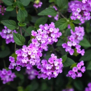 Orange Trailing Lantana Live Plants – 2 Pack – 6 to 8 Inch Tall – Outdoor Ground Cover - Image 5