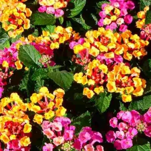 Orange Trailing Lantana Live Plants – 2 Pack – 6 to 8 Inch Tall – Outdoor Ground Cover - Image 7