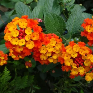 Orange Trailing Lantana Live Plants – 2 Pack – 6 to 8 Inch Tall – Outdoor Ground Cover - Image 8