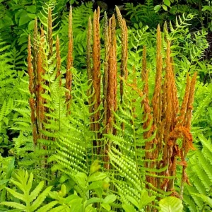 Ostrich Fern Bare Roots - Set of 5 Live Plants, 4-6 Inches, Hardy for Shade - Image 2