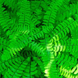 Ostrich Fern Bare Roots - Set of 5 Live Plants for Shade, 4-6 Inches Tall, Hardy Zones 3-9 - Image 3