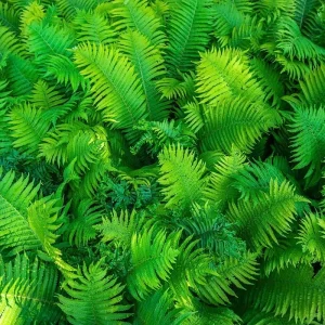 Ostrich Fern Bare Roots - Set of 5 Live Plants for Shade, 4-6 Inches Tall, Hardy Zones 3-9 - Image 4