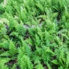 Ostrich Fern Bare Roots - Set of 5 Live Plants for Shade, 4-6 Inches Tall, Hardy Zones 3-9 - Image 1