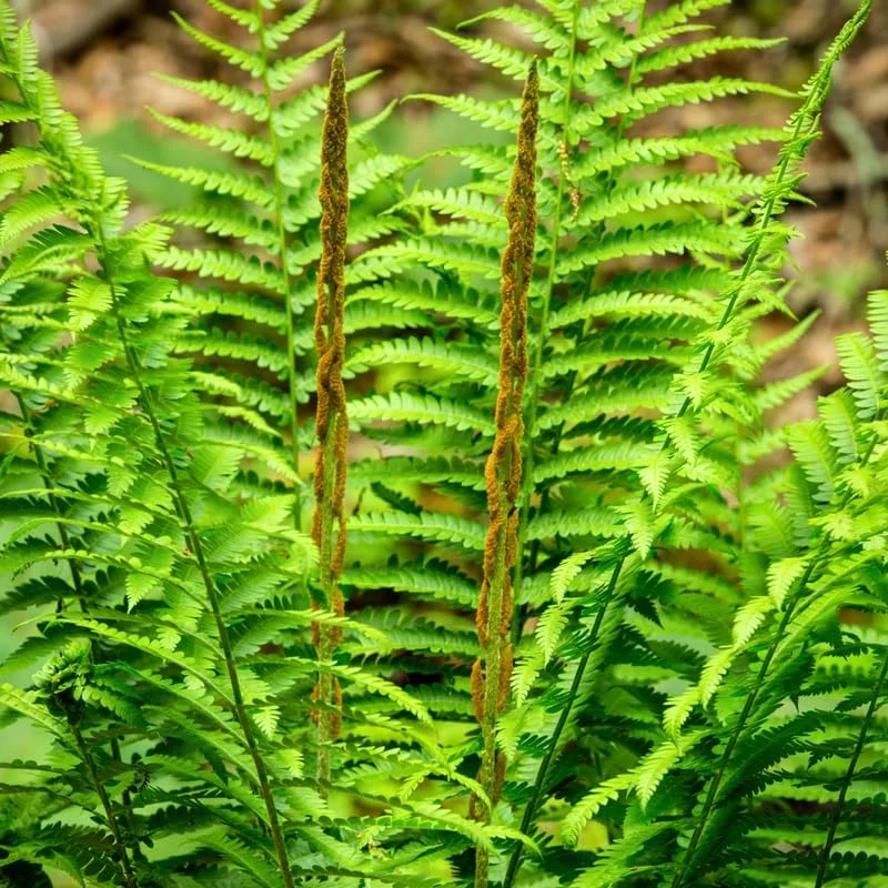 Ostrich Fern Live Plants Rhizomes - 5 Pack - Hardy Outdoor/Indoor Ferns - Image 2