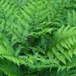 Ostrich Fern Live Plants Rhizomes - 5 Pack - Hardy Outdoor/Indoor Ferns - Image 3