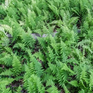 Ostrich Fern Live Plants Rhizomes - 5 Pack - Hardy Outdoor/Indoor Ferns - Image 4
