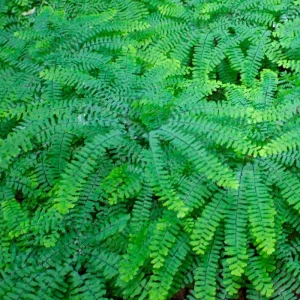 Ostrich Fern Live Plants Rhizomes - 5 Pack - Hardy Outdoor/Indoor Ferns - Image 5