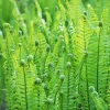Ostrich Fern Live Plants Rhizomes - 5 Pack - Hardy Outdoor/Indoor Ferns - Image 1