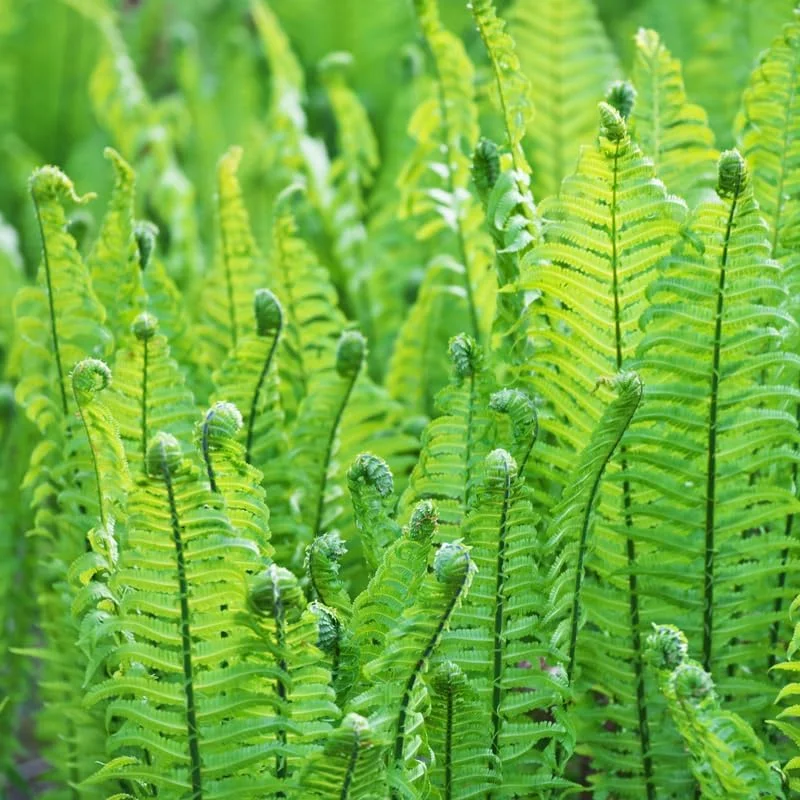 Ostrich Fern Live Plants Rhizomes - 5 Pack - Hardy Outdoor/Indoor Ferns - Image 1