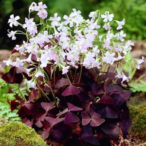 Oxalis Triangularis Live Plant – Purple Shamrock Plant – 4-9 Inch Tall – Indoor/Outdoor - Image 2
