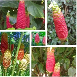 Pack 6 Hawaiian Awapuhi Shampoo Ginger Rhizomes - Zingiber Zerumbet Tubers - Image 1