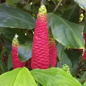 Pack 6 Hawaiian Awapuhi Shampoo Ginger Rhizomes - Zingiber Zerumbet Tubers - Image 2