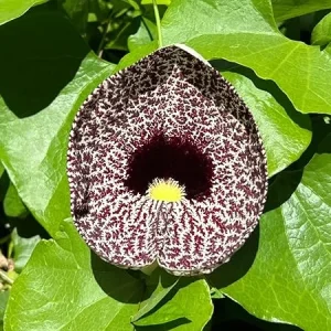 Pack of 4 Dutchman Pipe Live Plants, Giant Vine, 6-12 inches, Fast Growing, Bare Root - Image 1