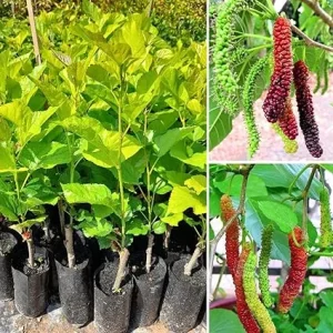 Pakistan Mulberry Live Plant – Fruit Tree – 5-9 Inch Tall – Hardy Zones 5-10 - Image 2