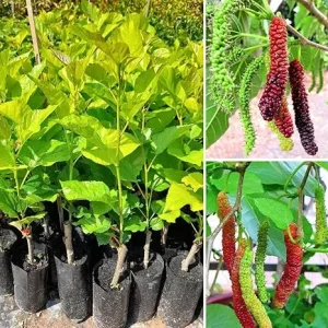 Pakistan Mulberry Live Plant – Fruit Tree – 5-9 Inch Tall – Hardy Zones 5-10 - Image 1