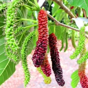 Pakistan Mulberry Live Plants - 2 Pack, 5-9 Inch Tall Fruit Trees - Image 2
