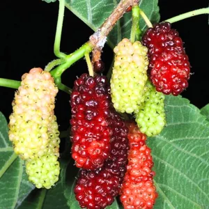 Pakistan Mulberry Live Plants - 2 Pack, 5-9 Inch Tall Fruit Trees - Image 4