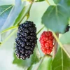 Pakistan Mulberry Live Plants - 2 Pack, 5-9 Inch Tall Fruit Trees - Image 1