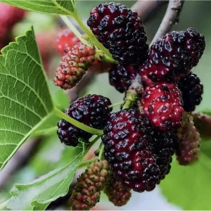 Pakistan Mulberry Tree Live Plant, Hardy Fruit Tree, 4-8'' Tall, Outdoor - Image 3