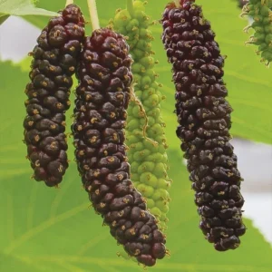 Pakistan Mulberry Tree Live Plant, Hardy Fruit Tree, 4-8'' Tall, Outdoor - Image 4