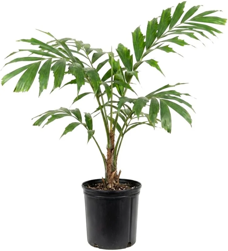 Palm Tree Live Plant 1 Gallon Pot - Indoor/Outdoor Houseplant, Green Leaves - Image 2